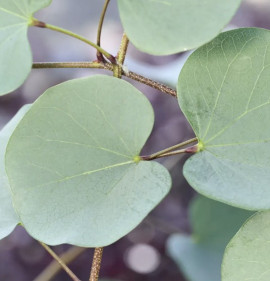 Cercis griffithii `Blue Lagoon`