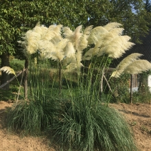 Cortaderia selloana `Sunningdale Silver`