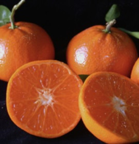 Citrus `Murcott, Honey Tangerine`