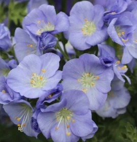 Polemonium `Northern Lights`