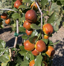 Ziziphus jujuba `Gheri`s Giant`