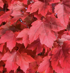Acer rubrum `October Glory`
