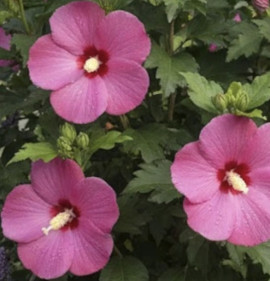 Hibiscus syriacus `SUP Bridge`