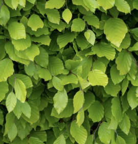 Fagus sylvatica 