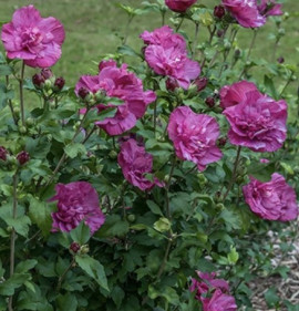 Hibiscus syriacus `Magenta Chiffon`