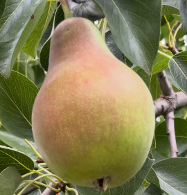 Pyrus communis `Köcsög körte`