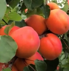 Armeniaca vulgaris `Kalao`