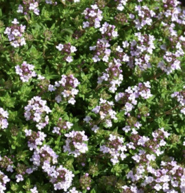 Thymus vulgaris `Compacta`