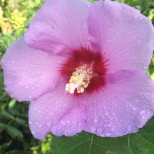 Hibiscus paramutabilis x syriacus `Tosca`