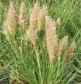 Cortaderia selloana `Tiny Pampa`