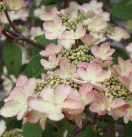 Viburnum plicatum `Kilimanjaro`