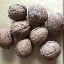 Juglans regia `Amphyon`