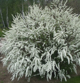 Spiraea cinerea `Grefsheim`