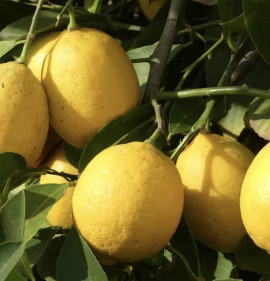 Citrus limon `Meyer`