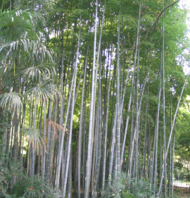 Phyllostachys pubescens, Phyllostachys edulis