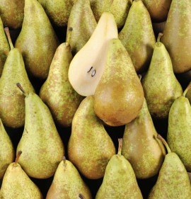 Pyrus communis `Conference`