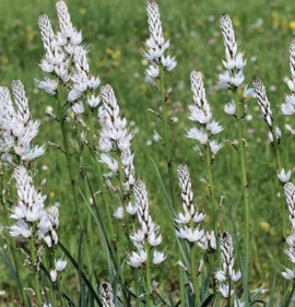 Asphodelus fistulosus `Albus`