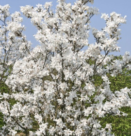 Magnolia x loebneri `Merrill`