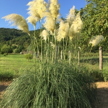 Cortaderia selloana `Sunningdale Silver`