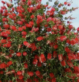 Callistemon citrinus `Red Cluster`