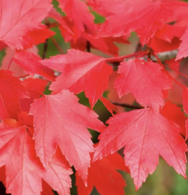 Acer rubrum `October Glory`