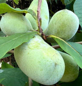 Asimina triloba MAGCSEMETE
