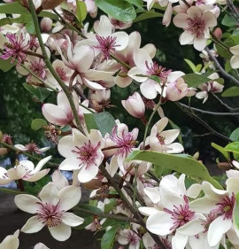 Michelia laevifolia x figo `White Caviar`