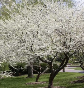 Cercis canadensis `Texas White`