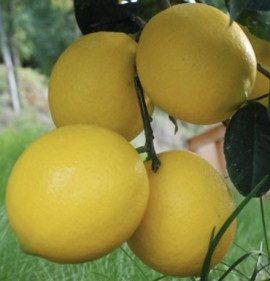 Citrus limon `Meyer` NAGY NÖVÉNYEK!