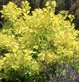 Cotinus coggygria `Golden Spirit`