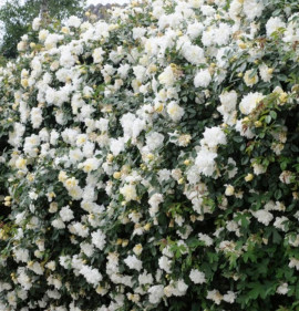 Rosa `Alberic Barbier`