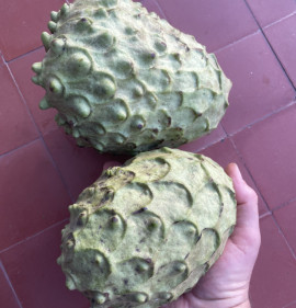 Annona cherimola 