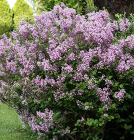 Syringa microphylla `Superba`