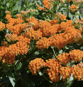 Asclepias tuberosa