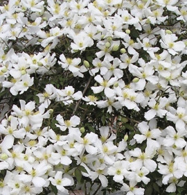 Clematis montana `Grandiflora`