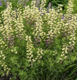 Baptisia australis `Pink Lemonade`