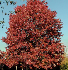 Quercus rubra