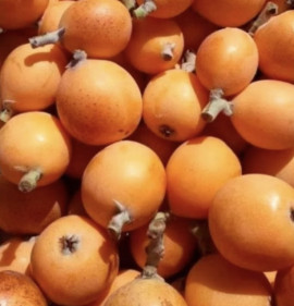 Eriobotrya japonica `Algerie`