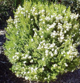 Myrtus communis `Nana (Compacta)`