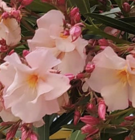 Nerium oleander `Provence`