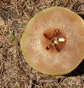 Pyrus communis `Berekkerti Fekete`