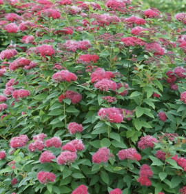 Spiraea japonica `Anthony Waterer`