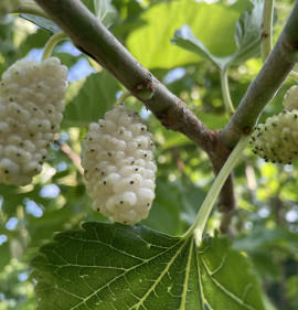 Morus alba `Porcelán`