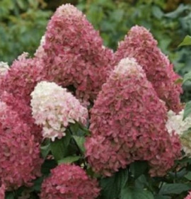 Hydrangea paniculata `Quick Fire Fab`