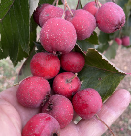 Crataegus pinnatifida FRISS GYÜMÖLCS!