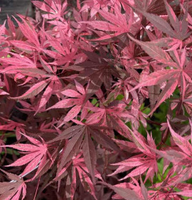 Acer palmatum `Rainbow`