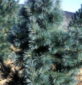 Pinus flexilis `Extra Blue`