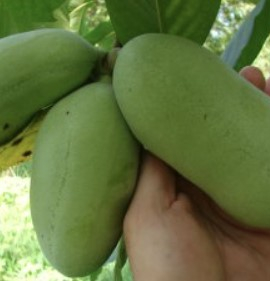 Asimina triloba `Summer Delight` OLTVÁNY