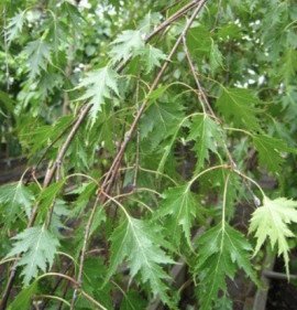 Betula pendula `Laciniata (Dalecarlica)`