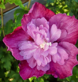 Hibiscus syriacus `Purple Ruffles`